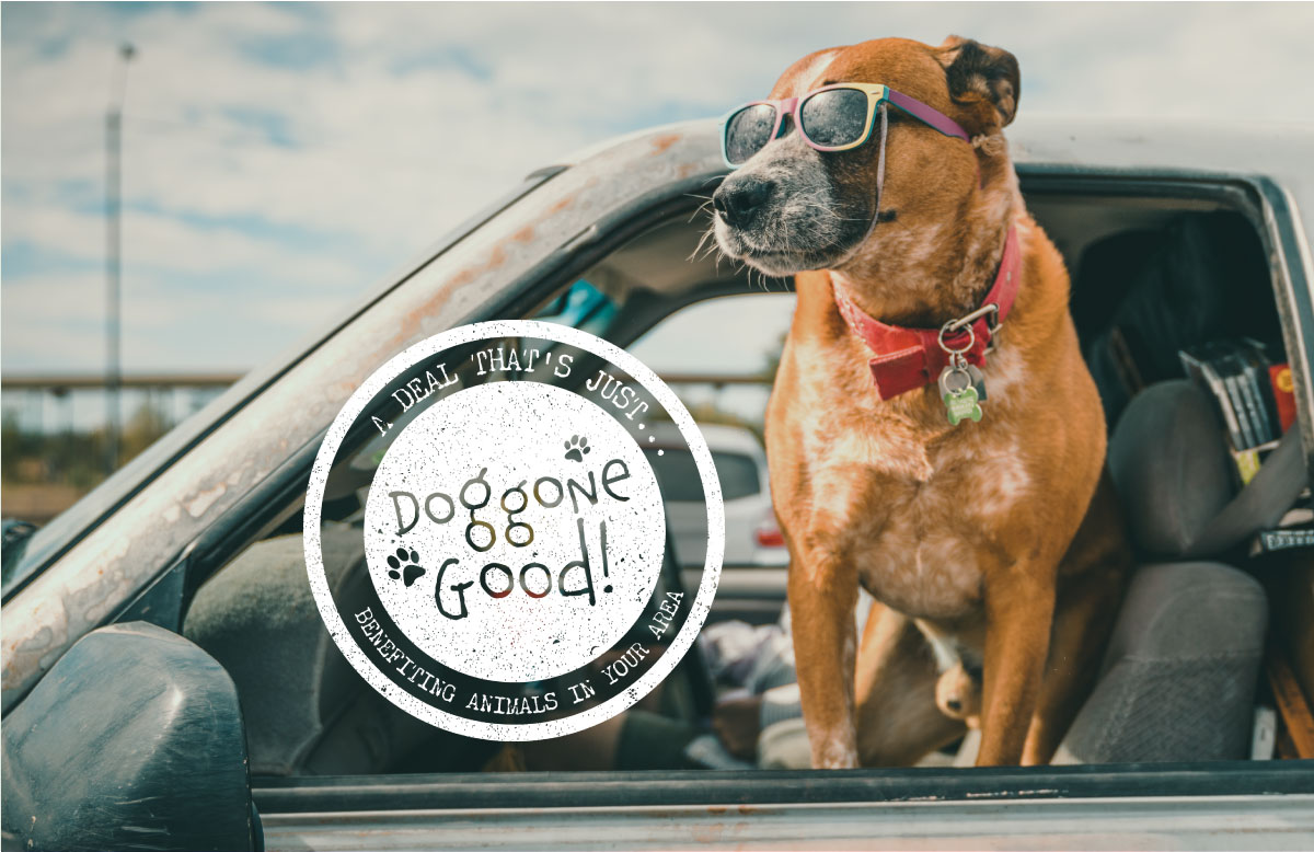 Doggone Good Summer Car and Cards promotion.
